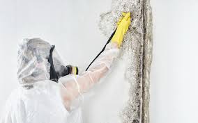 Best Emergency Mold Remediation in Hastings, NE